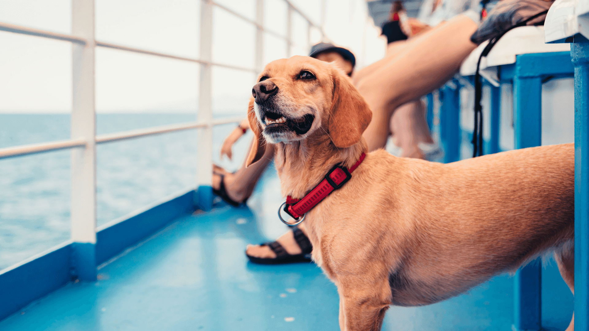 Un chien sur le pont extérieur d'un navire, tout content !
